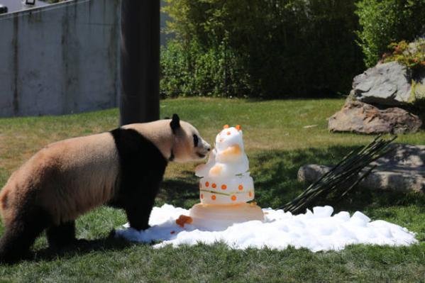 3 pandas born in Japan come home