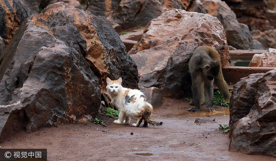 Cats help monkeys fend off rats in zoo