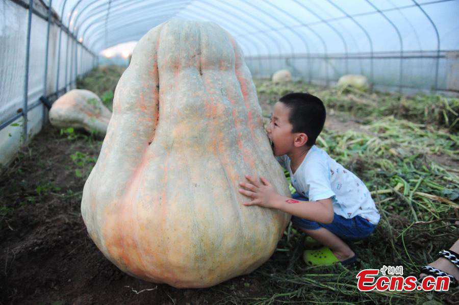 Super pumpkins on display