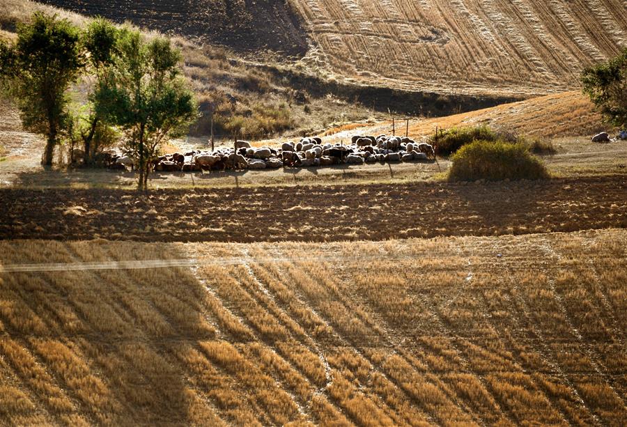 Harvest scenery of wheat fields in Xinjiang