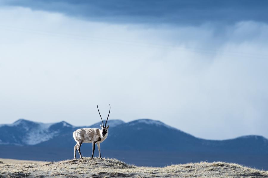 China's national parks: Natural, scenic and wild