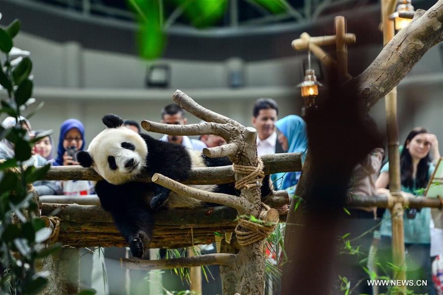 Malaysia-born panda cub to head back to China