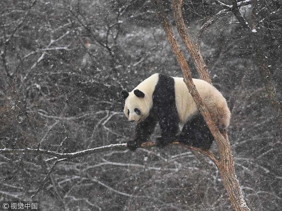 Giant panda enjoys first snowfall in Northeast China