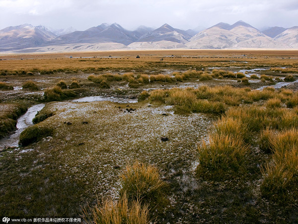 Too hard to say goodbye to Tibet: China's Jane Goodall