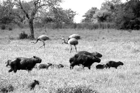 Argentina's Ibera wetlands are a wildlife wonderland