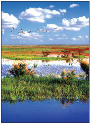 Wetland protects rare birds