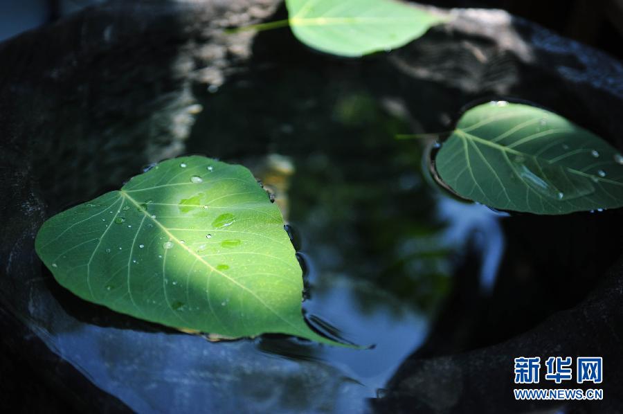 The painting world on a leaf