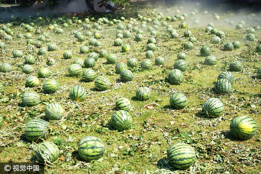 Watermelons add fun to graduation season