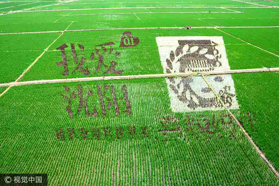 Paddy field in Shenyang transformed into art