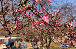 Luoyang traditional flower festival