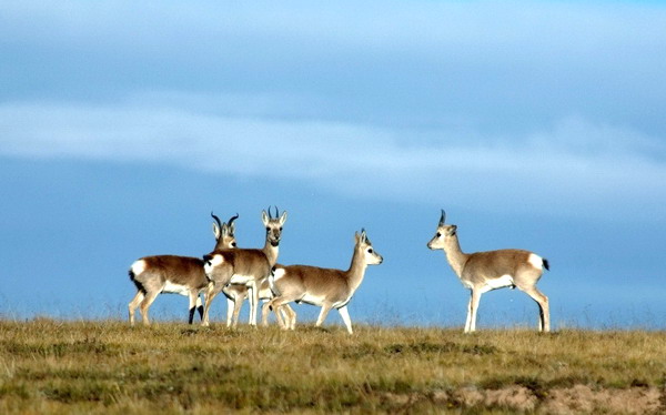 Qinghai to promote Kekexili's bid for world heritage status