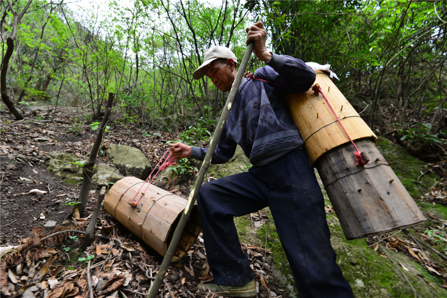 The last bee-catcher