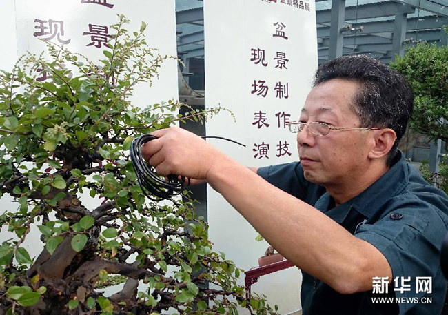 Century-old osmanthus plants on display at Summer Palace