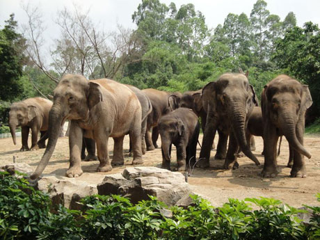 香江野生動(dòng)物世界：動(dòng)物的樂園