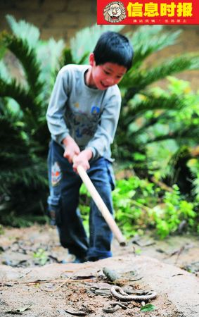 數(shù)百毒蛇夜擾村屋 村民戰(zhàn)群蛇打死200多條(圖)