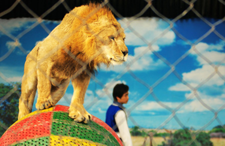 禁止動(dòng)物表演新規(guī) 或影響整個(gè)動(dòng)物園和馴獸行業(yè)