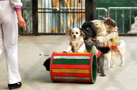 禁止動(dòng)物表演新規(guī) 或影響整個(gè)動(dòng)物園和馴獸行業(yè)