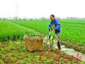 蒜價大跌菜農(nóng)跟風蝕本 每畝虧損接近1000元(圖)