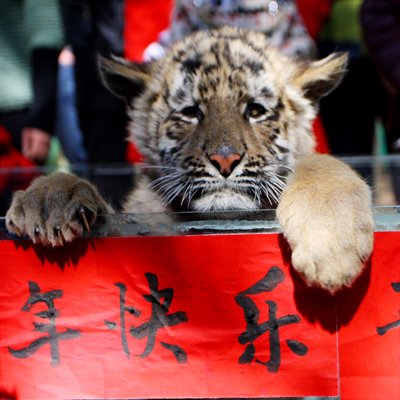 老虎貼春聯(lián) 兔龍辦“交接”云南野生動物園動物邀您過大年