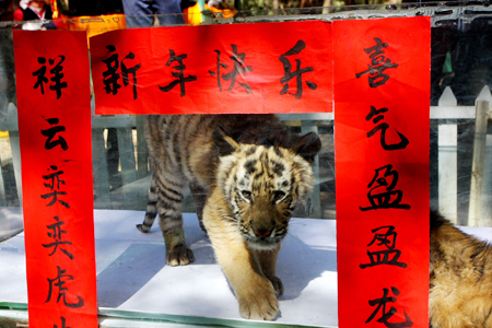 老虎貼春聯(lián) 兔龍辦“交接”云南野生動物園動物邀您過大年