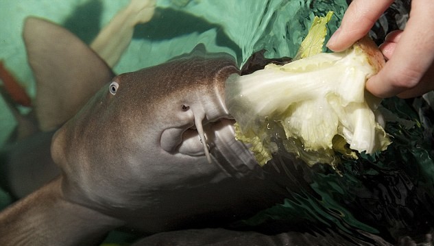 手術(shù)后遺癥？世界上第一條素食鯊魚愛吃芹菜