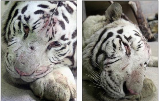 捷克白老虎上演“飛越動物園” 3名工作人員被抓傷