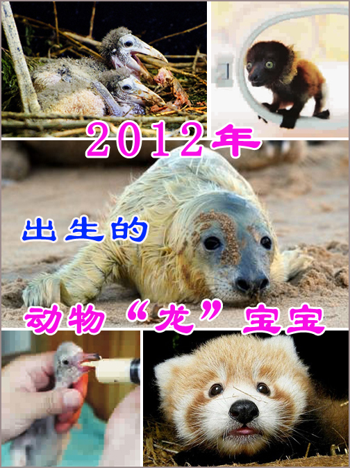 年終盤點：2012年出生的動物