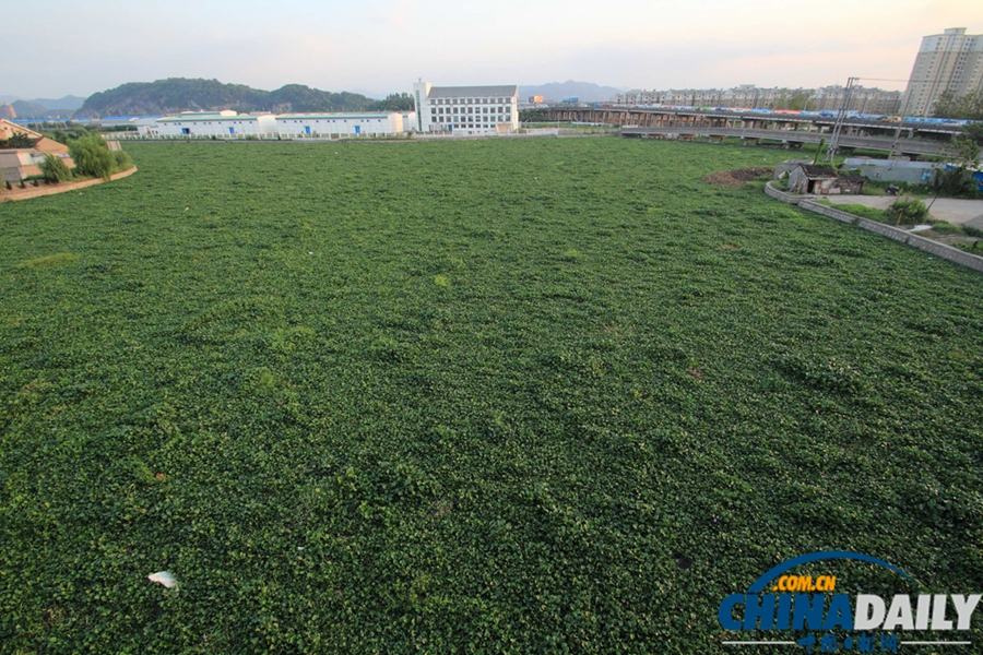 浙江紹興：百余畝水葫蘆封堵杭甬大運河