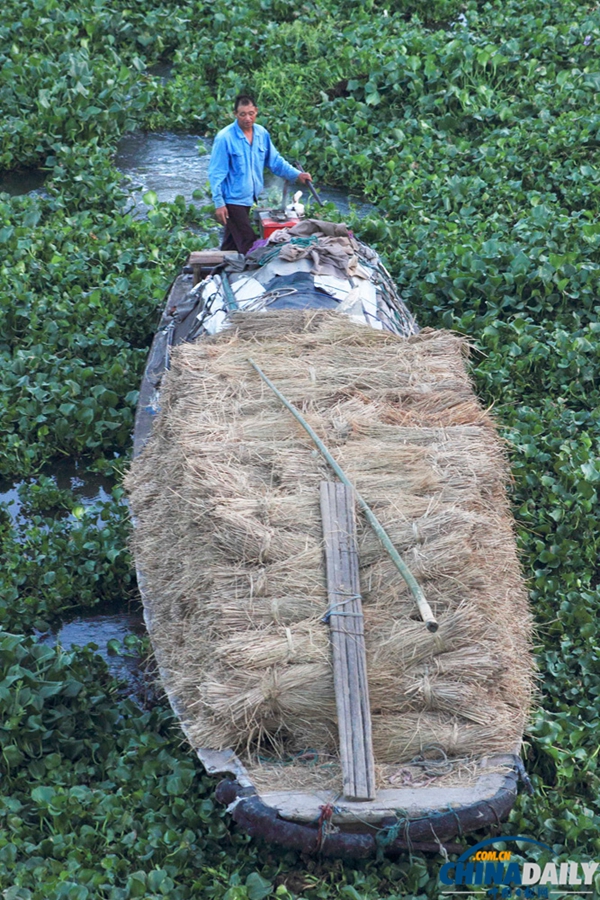 浙江紹興：百余畝水葫蘆封堵杭甬大運(yùn)河