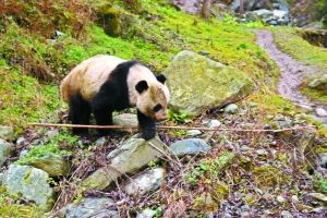 野生大熊貓下山進(jìn)村 網(wǎng)友戲稱“巡視村寨”