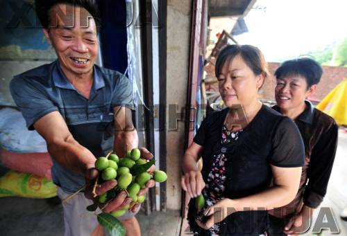 福建閩侯：橄欖大豐收 果農(nóng)卻發(fā)愁