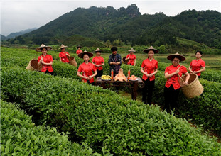 武夷巖茶開采