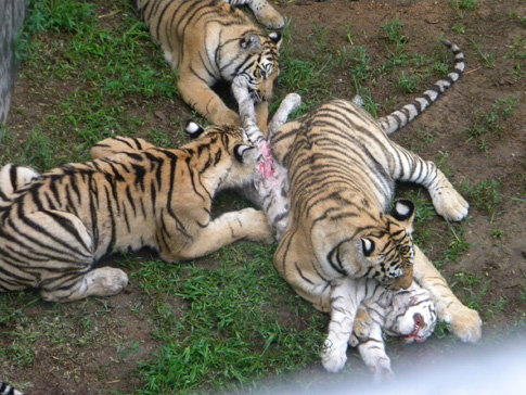 威海動(dòng)物園孟加拉虎咬死稀有白虎