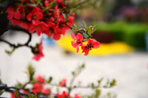 鄭州：萬千海棠齊爭艷 花開時節(jié)動綠城