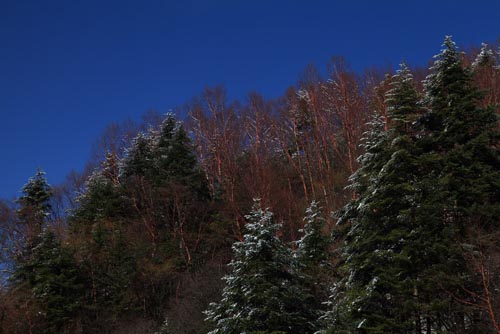 強(qiáng)冷空氣致神農(nóng)架驟降“桃花雪”