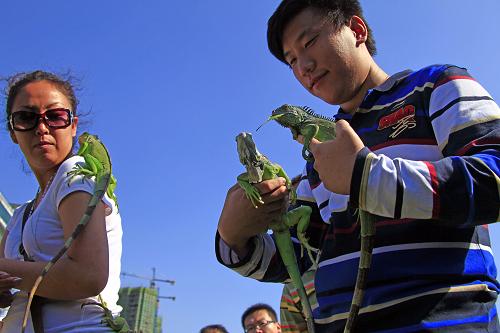 “爬友”聚會(huì)秀蜥蜴蟒蛇