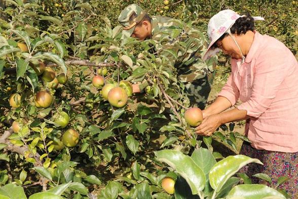 吉林琿春：邊防官兵助農(nóng)曬秋果