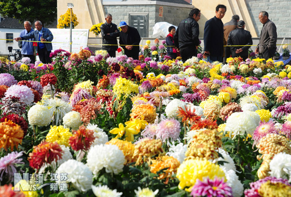 太倉：農(nóng)民自辦菊花展 千盆菊花爭斗艷