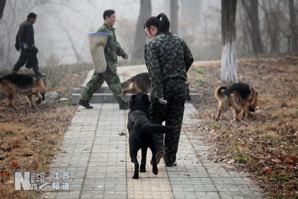 南京導(dǎo)盲犬被搶訂一空