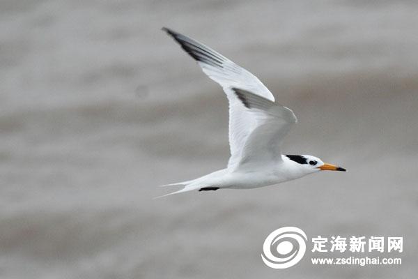 東海鳥王——王忠德