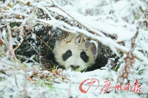 中國(guó)將第二次放歸大熊貓 若成功意義不亞于登月