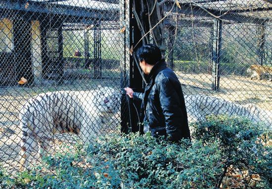 男子游動(dòng)物園挑逗老虎 先摸屁股后對(duì)其大叫(圖)