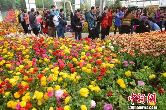 山西民眾踏青扎堆 花卉生態(tài)園日接游客上萬(wàn)