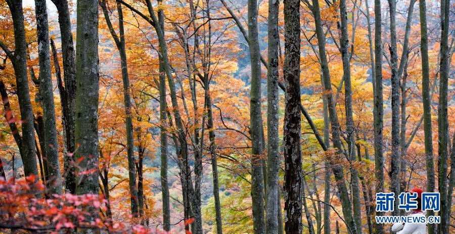 亞洲最長天然紅地毯 光霧山紅葉爛漫