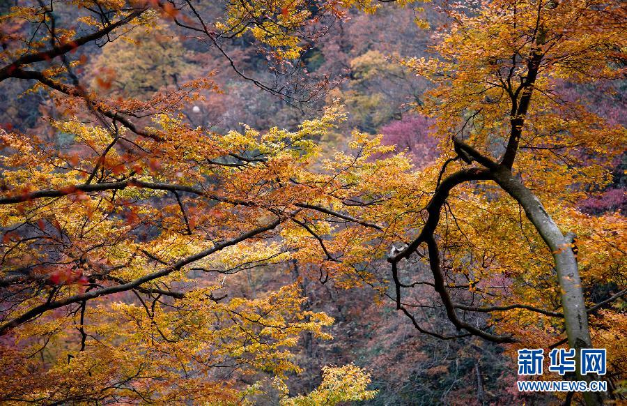 亞洲最長(zhǎng)天然紅地毯 光霧山紅葉爛漫