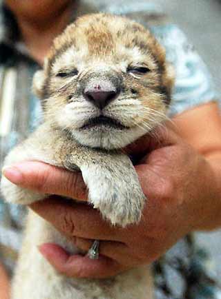 The baby lion in a worker's arms. [CRIENGLISH]