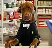 Dog works at gas station<BR>美加油站小狗當(dāng)服務(wù)員