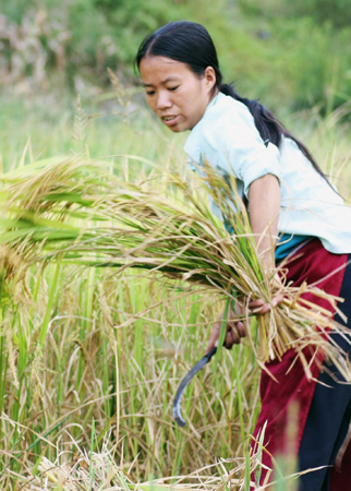 Middle-season rice harvested in Guangxi