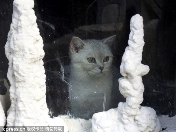 Cat-themed restaurant in Chongqing