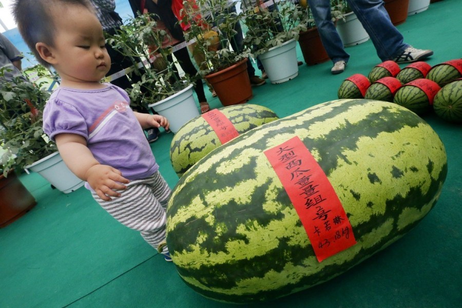 King of watermelons 'steps out'